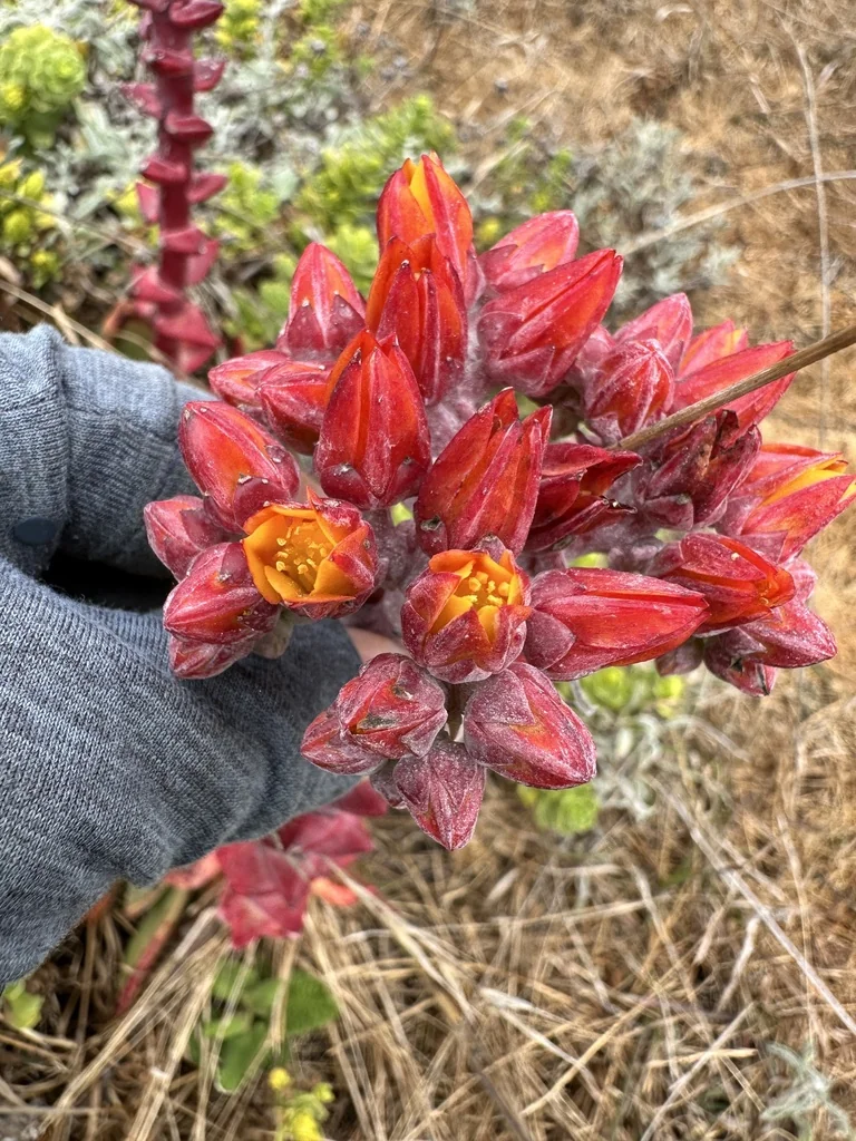 Dudleya Palmeri