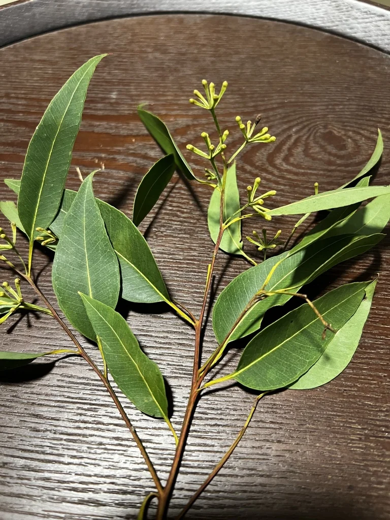 Eucalyptus Microcorys