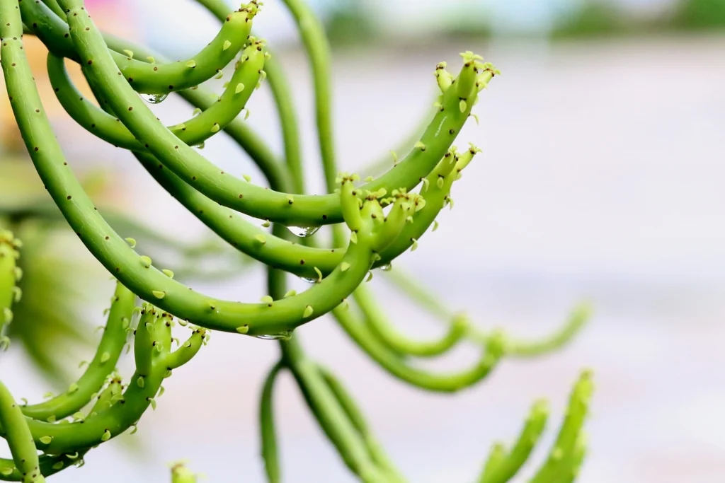 Euphorbia Tirucalli
