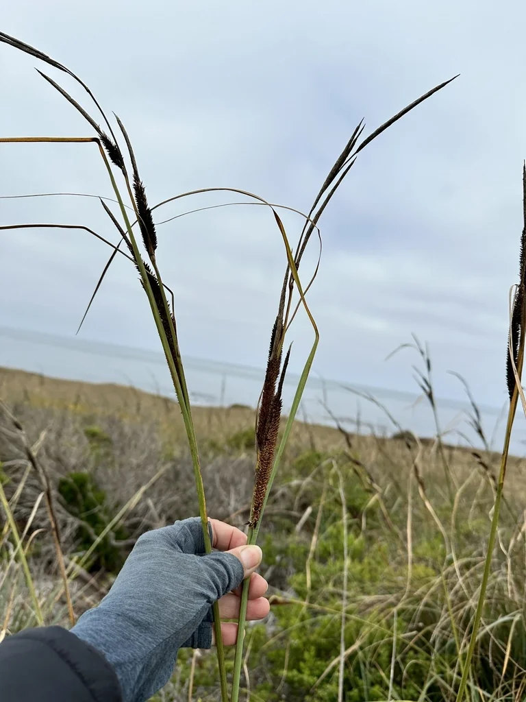 Carex Spissa