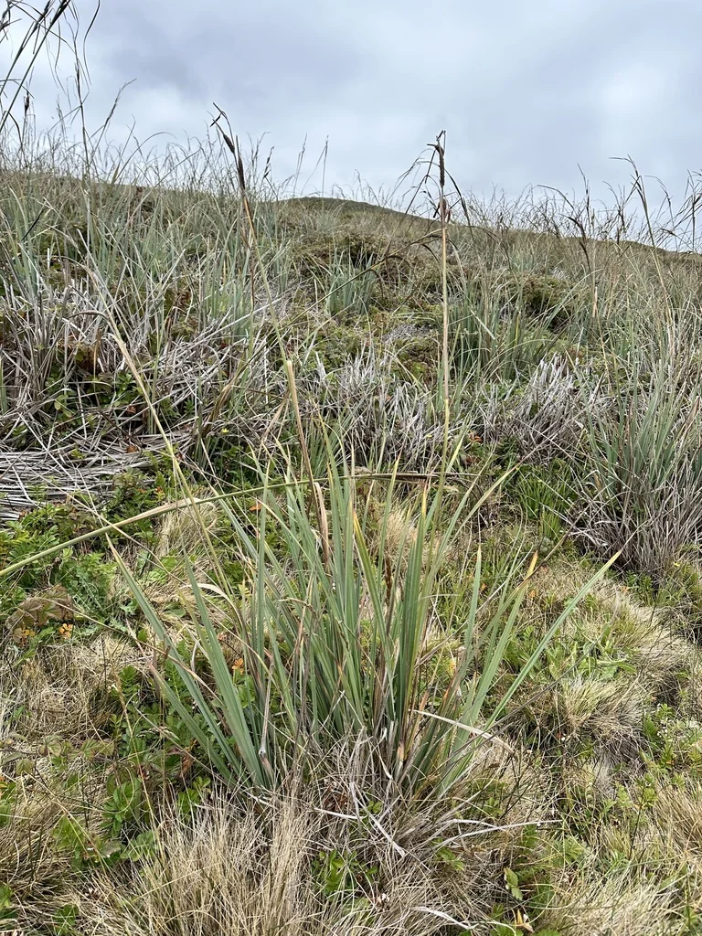 Carex Spissa