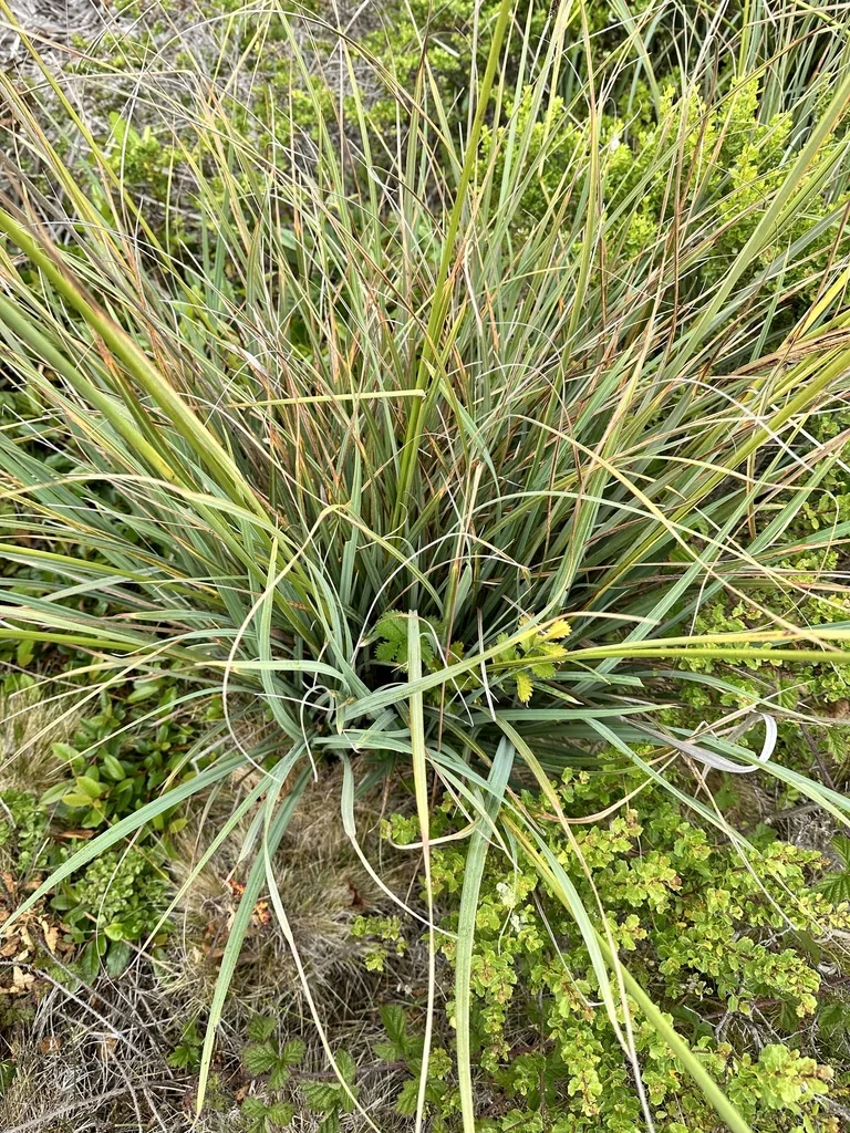 Carex Spissa