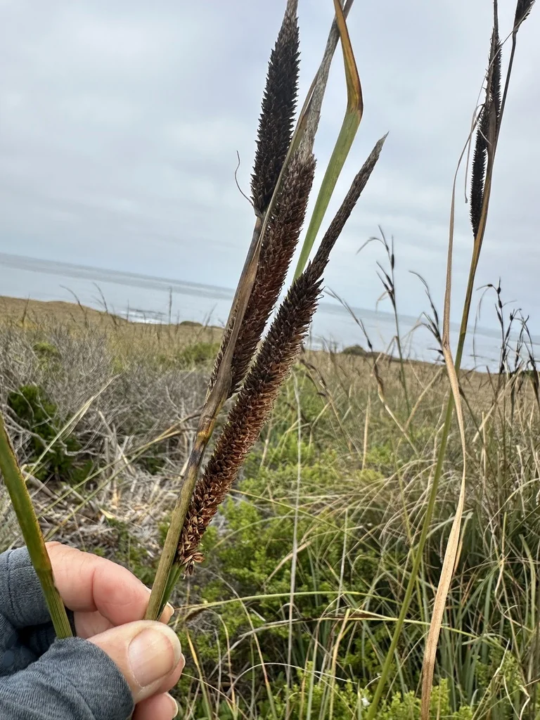 Carex Spissa