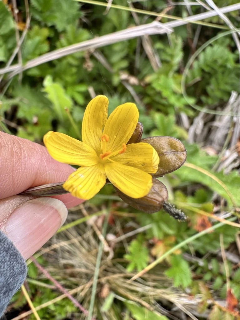 Sisyrinchium Californicum