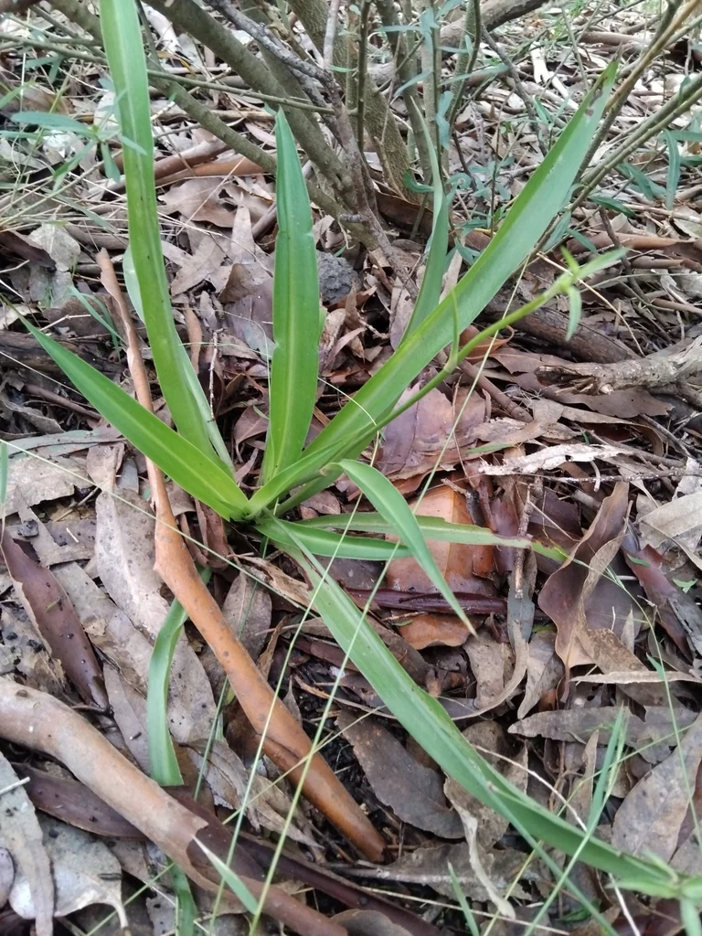 Chlorophytum comosum