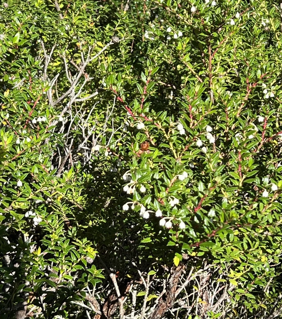 Gaultheria Mucronata