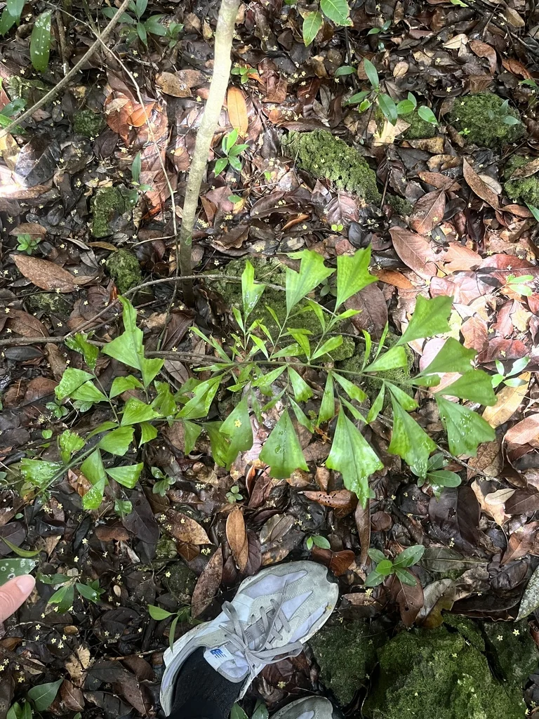Caryota Mitis
