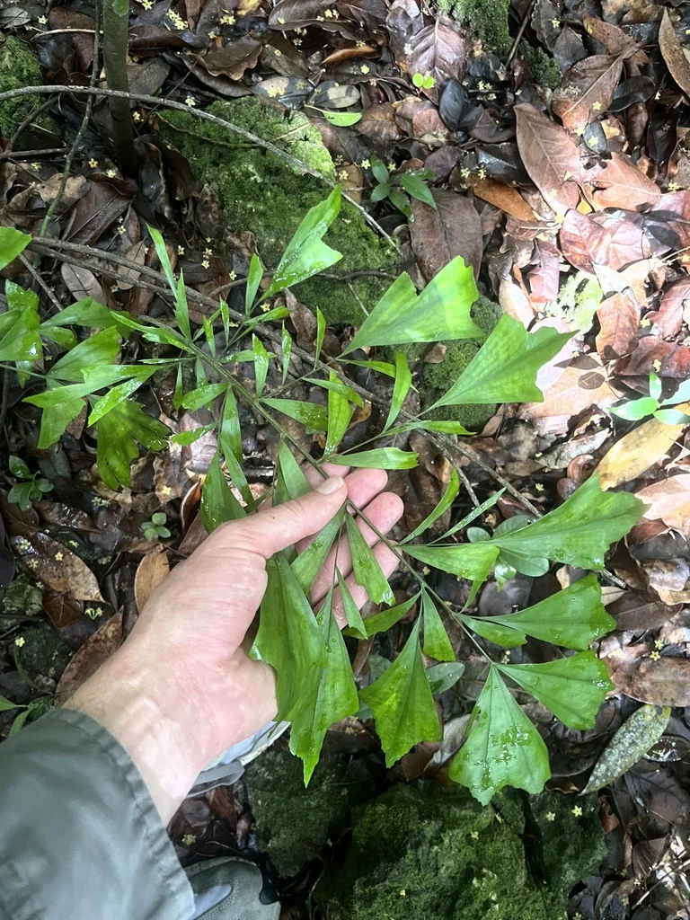 Caryota Mitis