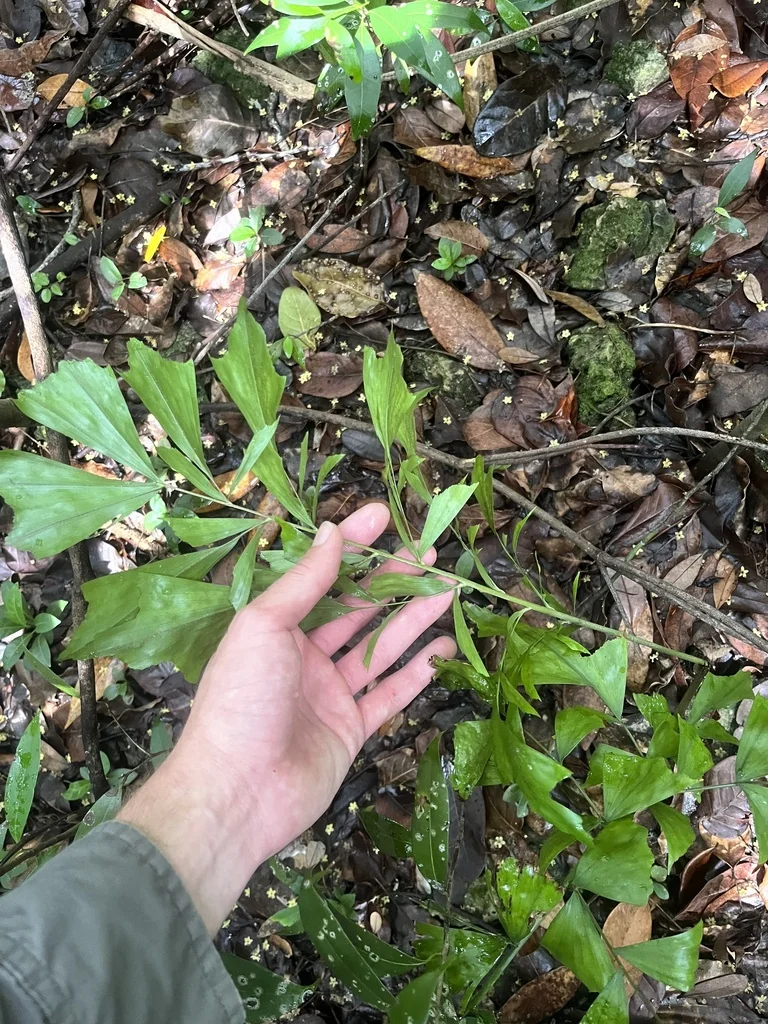 Caryota Mitis