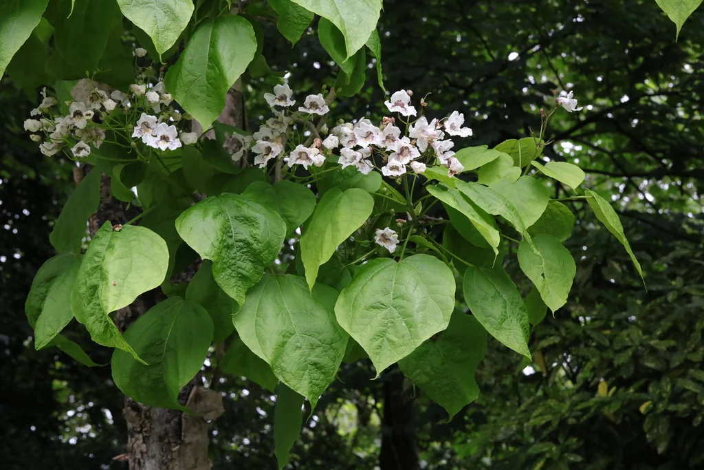 Catalpa Bignonioides