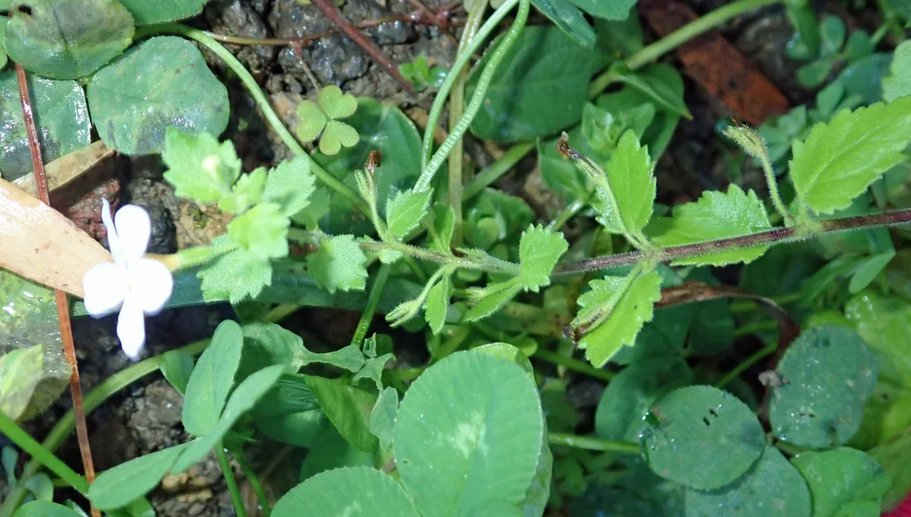 Sutera cordata