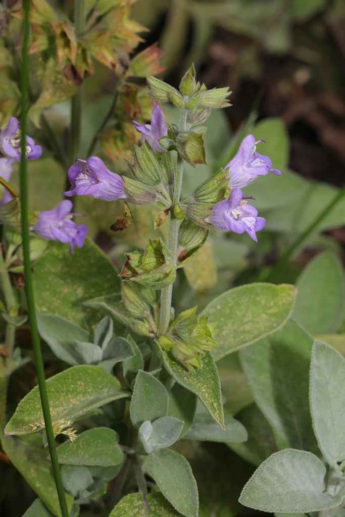 Salvia Officinalis
