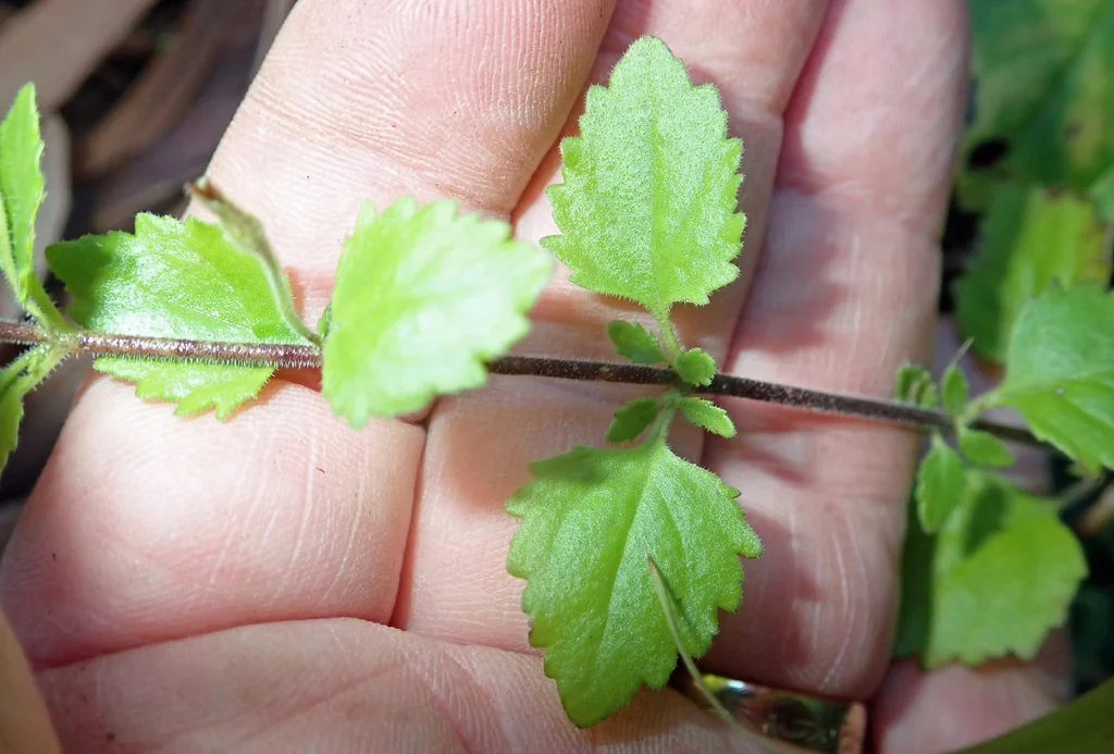 Sutera cordata