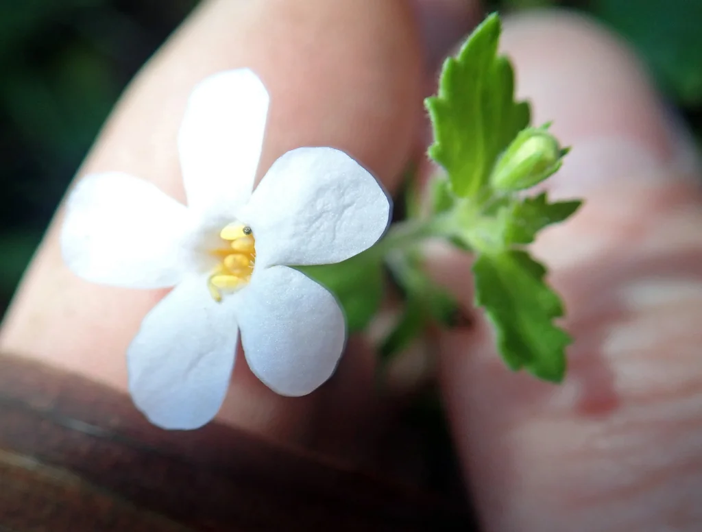 Sutera cordata