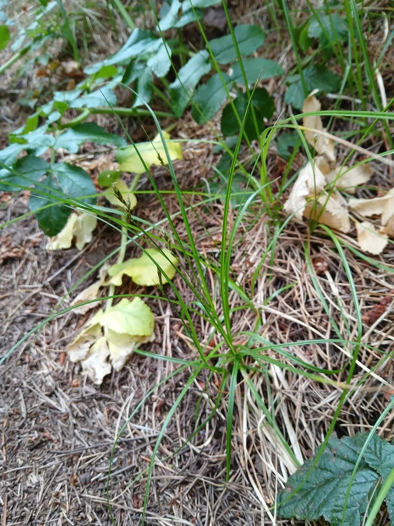 Carex Tumulicola