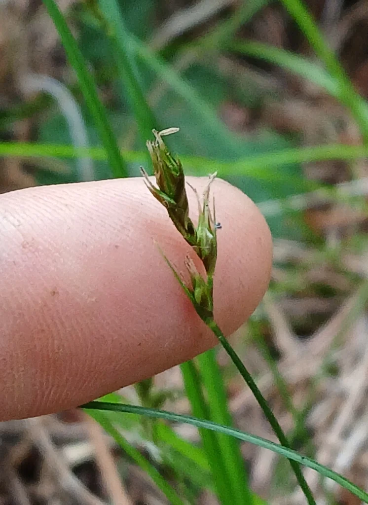 Carex Tumulicola
