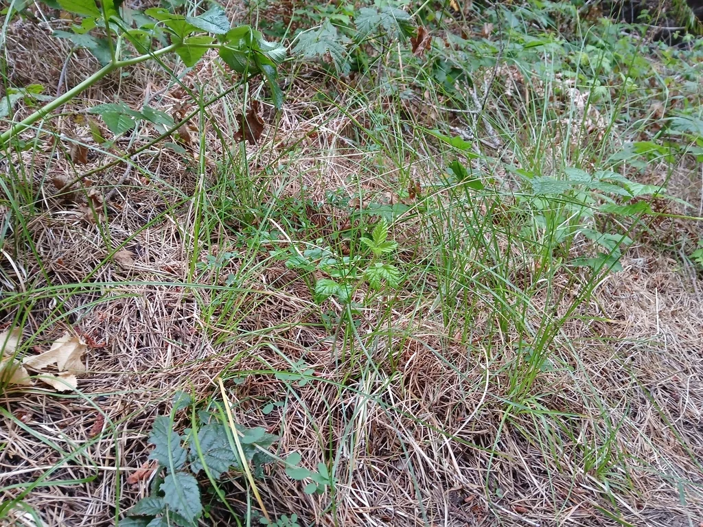 Carex Tumulicola