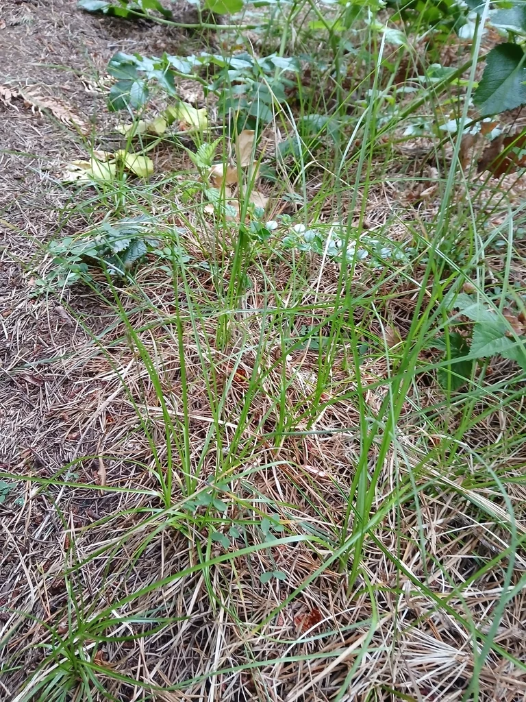 Carex Tumulicola