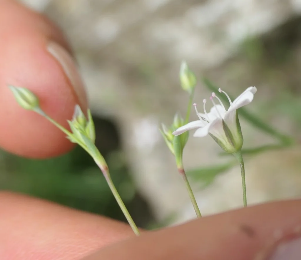 Gypsophila Repens