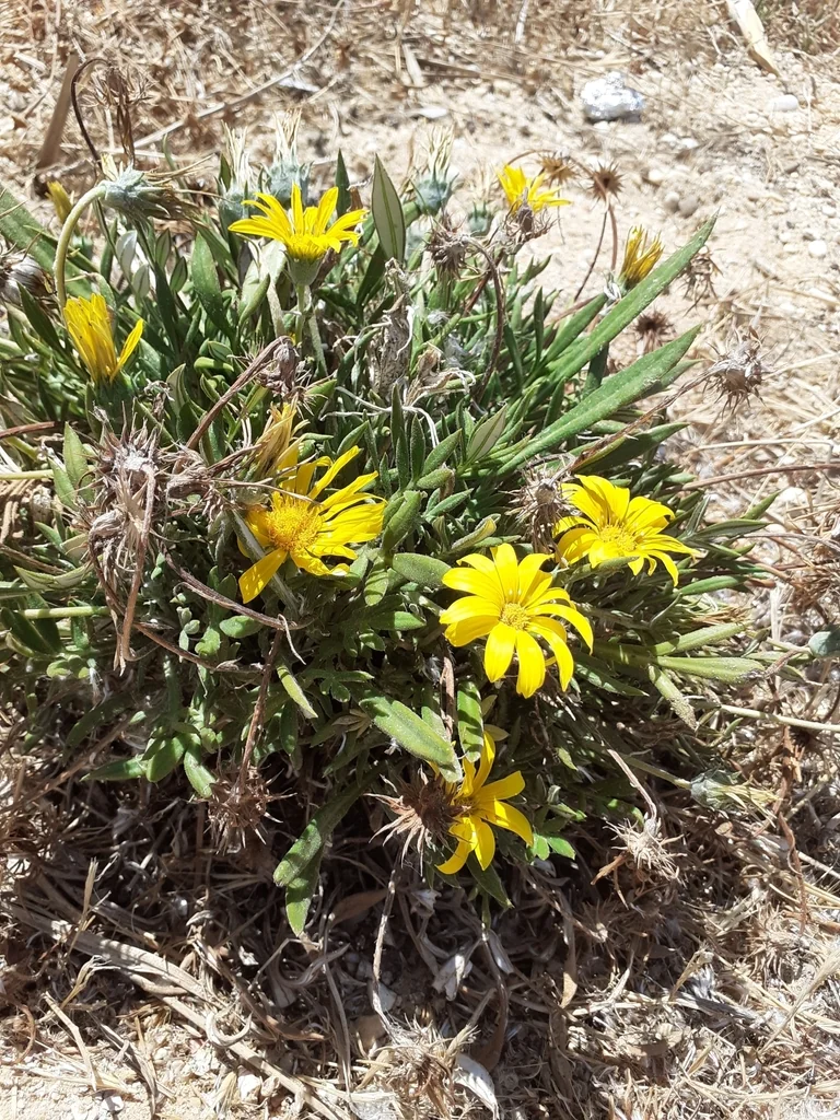 Gazania Rigens