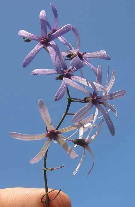 Petrea Volubilis