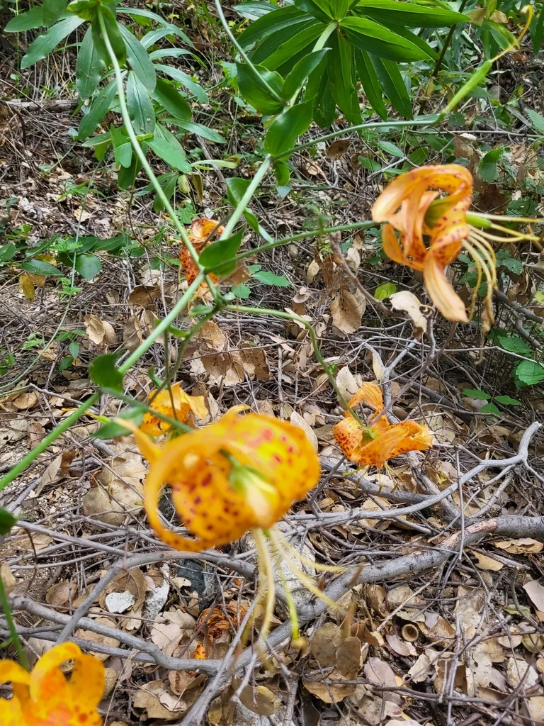 Lilium Humboldtii