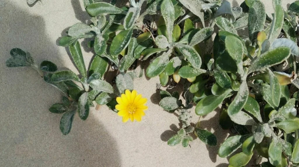 Gazania Rigens
