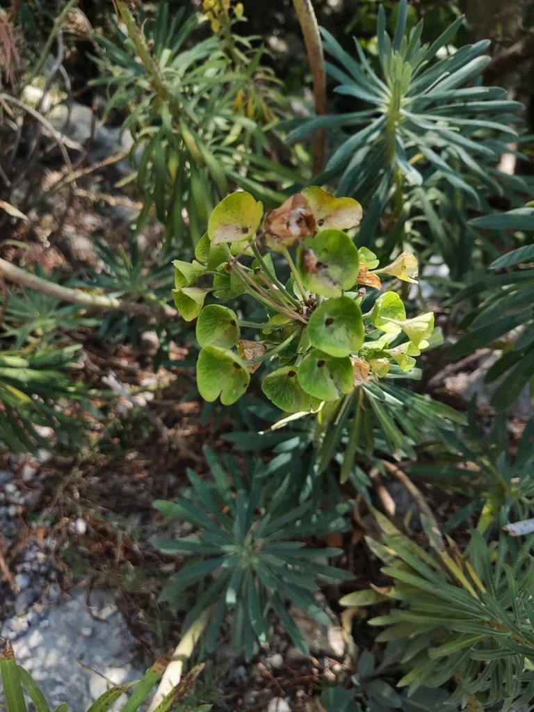 Euphorbia Characias Wulfenii