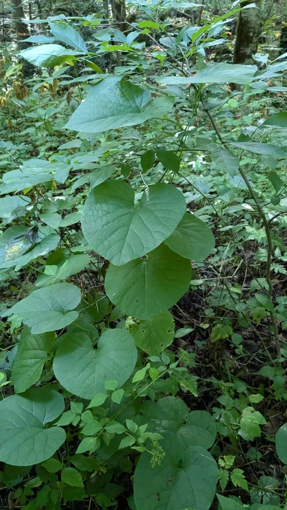 Aristolochia Durior