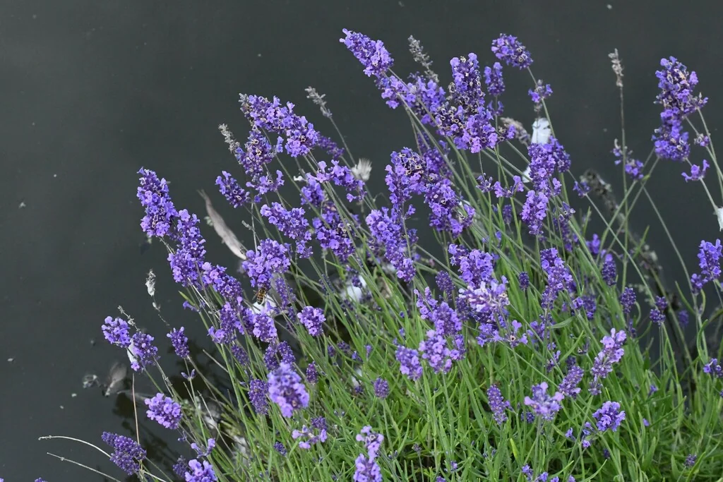 Lavandula angustifolia