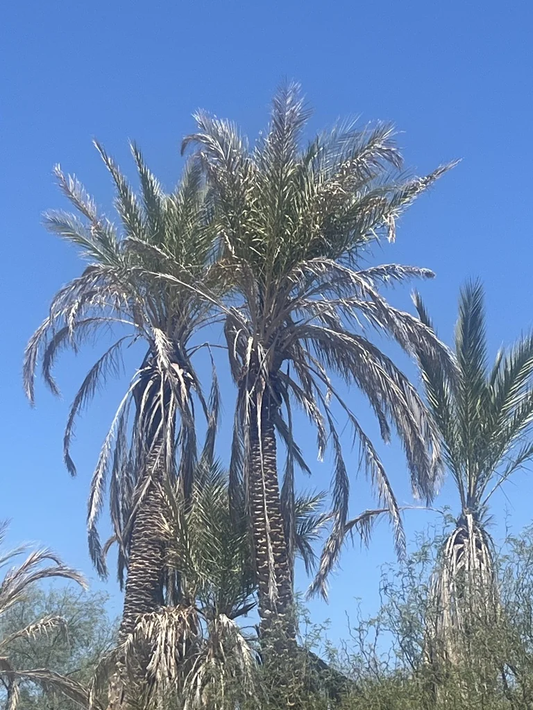 Phoenix Dactylifera