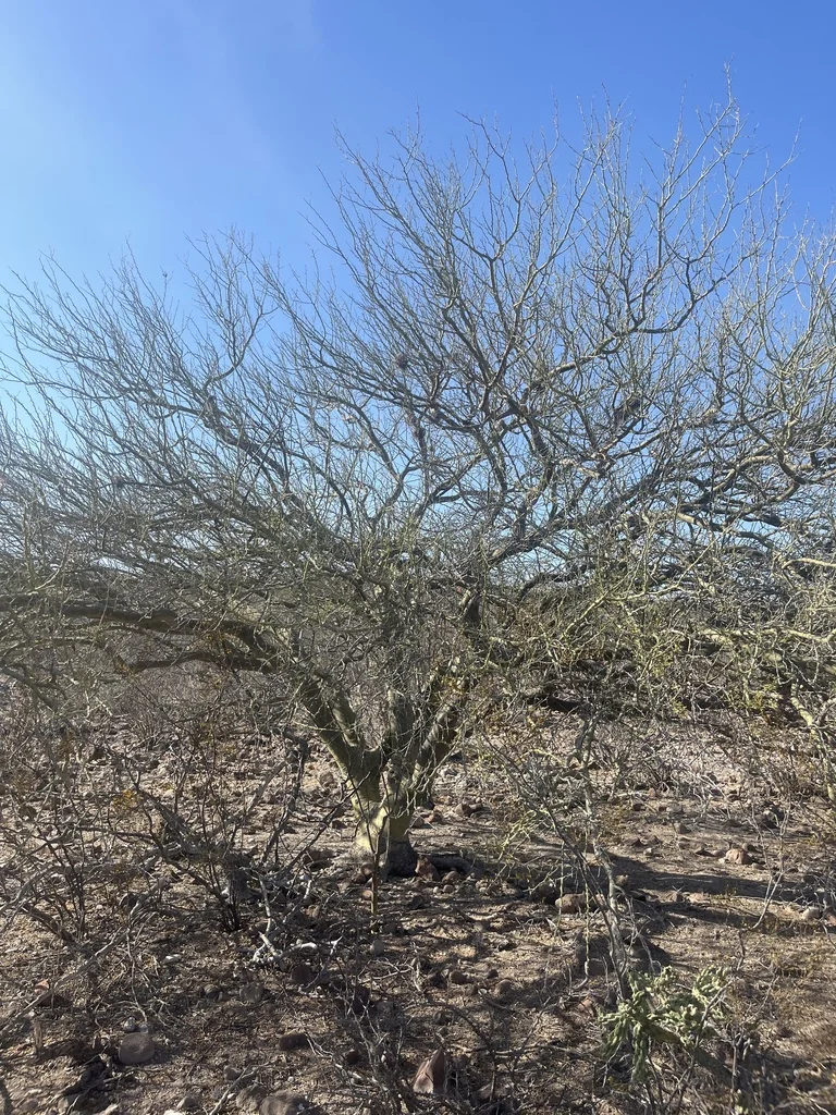 Parkinsonia Praecox