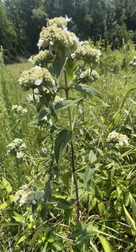 Pycnanthemum Muticum