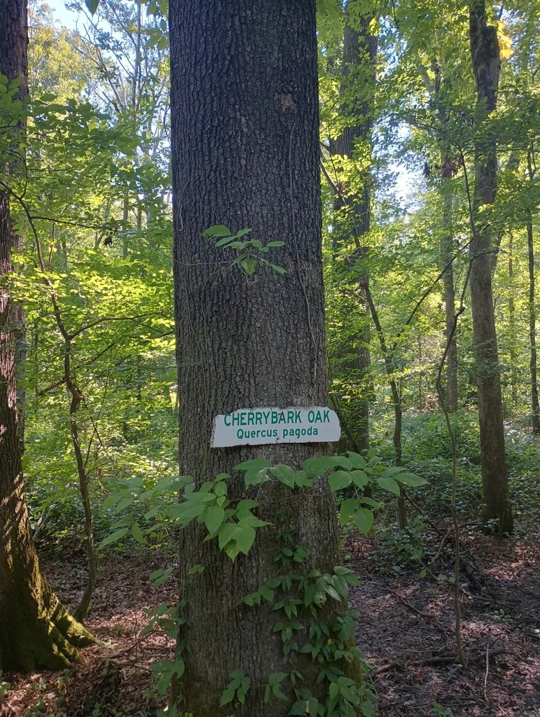 Quercus Pagoda