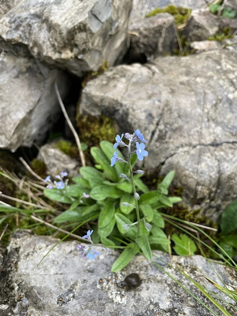 Myosotis Alpestris