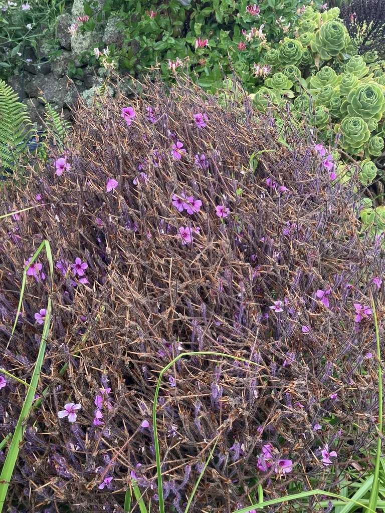 Geranium Maderense