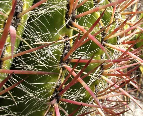 Ferocactus Pilosus