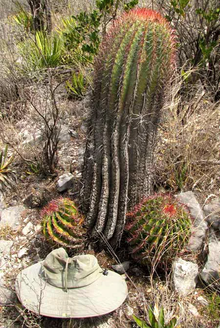 Ferocactus Pilosus
