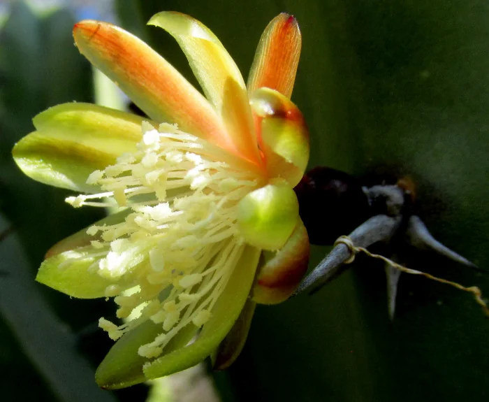 Myrtillocactus Geometrizans