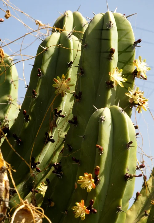 Myrtillocactus Geometrizans