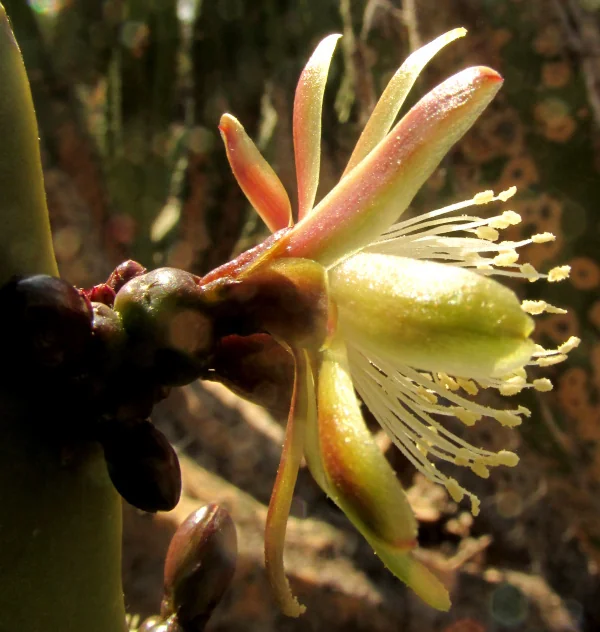 Myrtillocactus Geometrizans