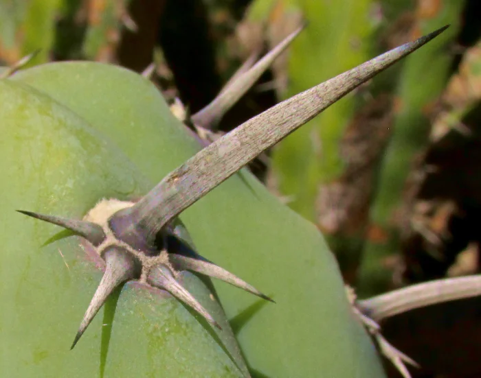Myrtillocactus Geometrizans