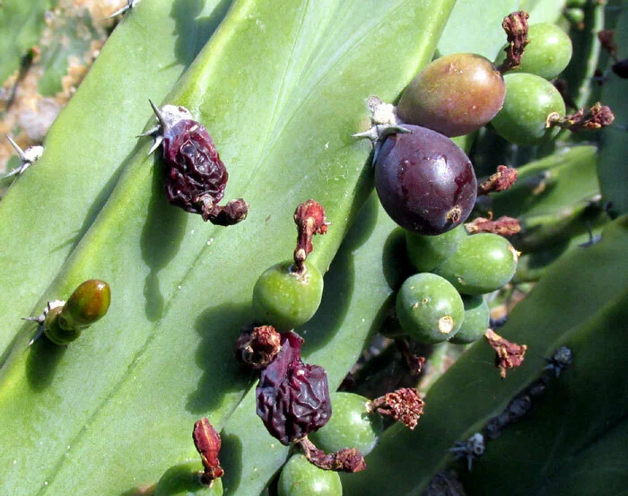 Myrtillocactus Geometrizans
