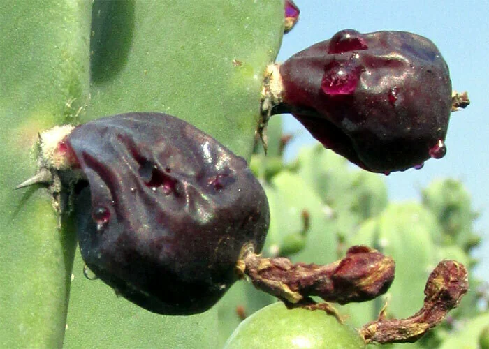 Myrtillocactus Geometrizans