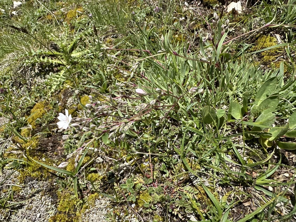 Gypsophila Repens