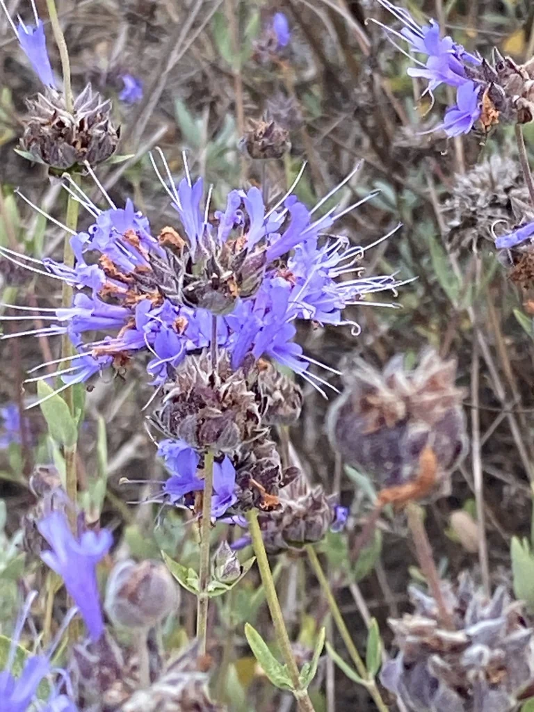 Salvia Clevelandii