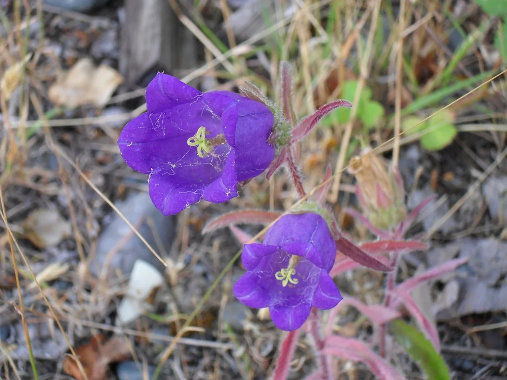 Campanula Medium