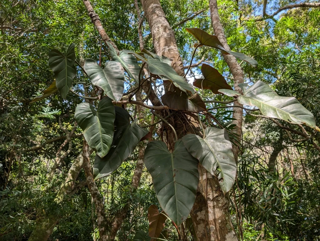 Philodendron erubescens