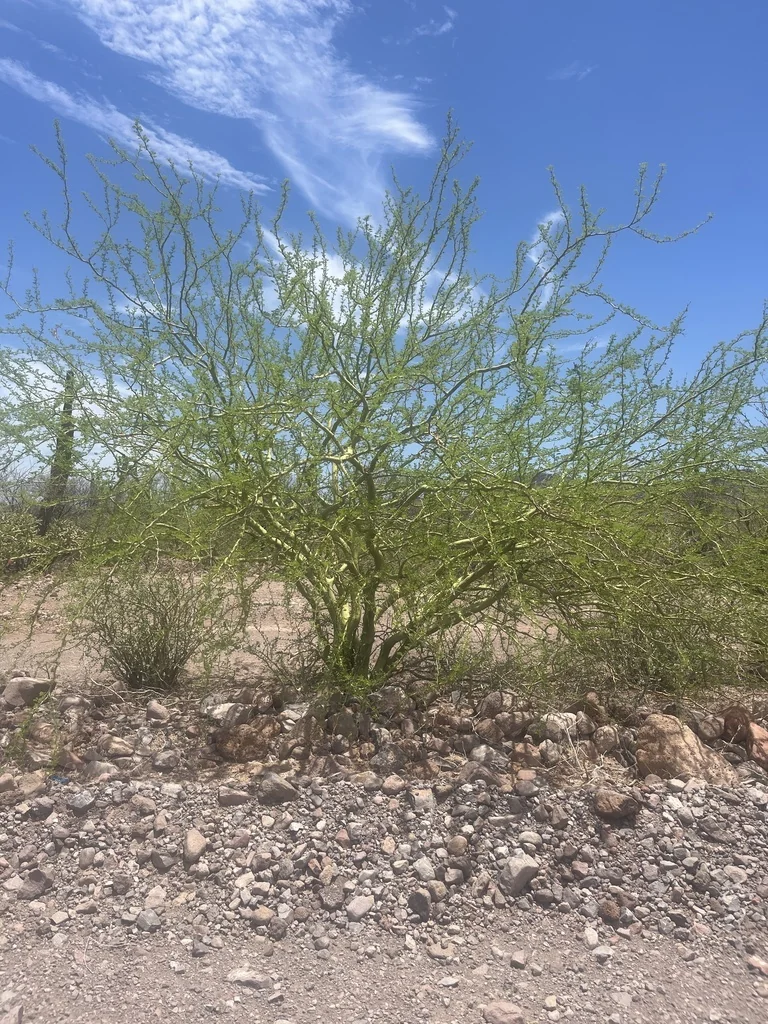 Parkinsonia Praecox