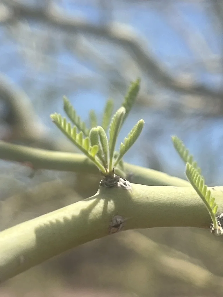 Parkinsonia Praecox